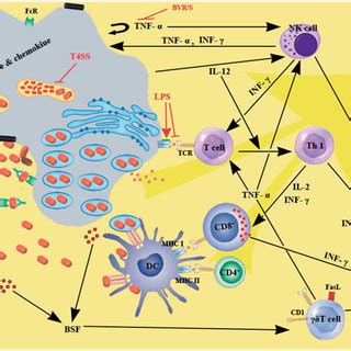 PDF A Review Of The Immunopathogenesis Of Brucellosis