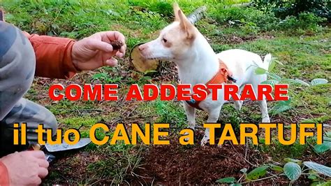 Come Addestrare E Insegnare Al Tuo Cane A Trovare I Tartufi Youtube