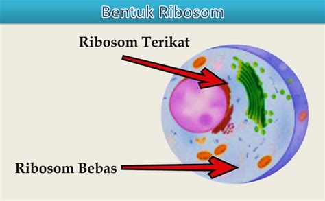 √ Apa Itu Ribosom Bentuk Gambar Struktur Dan Fungsi Ribosom