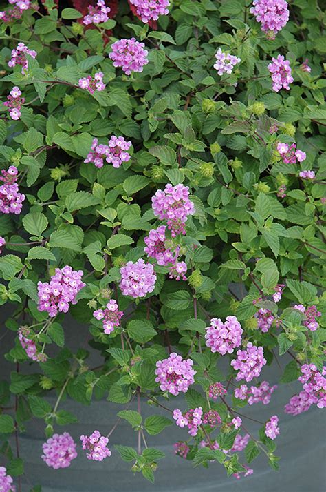 Purple Trailing Lantana Lantana Montevidensis In Denver Centennial