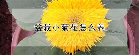 盆栽小菊花怎么养 盆栽小菊花怎么养殖方法 花卉大全农百科 农百科