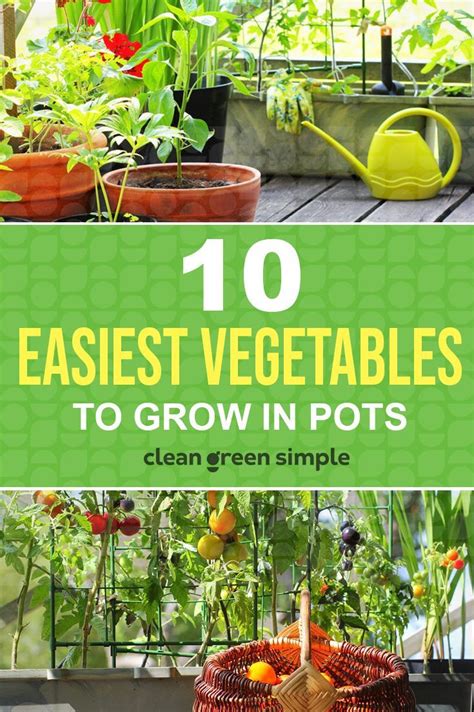 The Easiest Vegetables To Grow In Pots Easy Vegetables To Grow