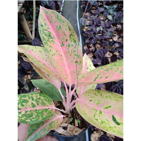 Jual Aglaonema Big Rouy Di Lapak Hts Bukalapak