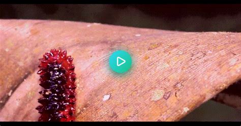 Jewel Caterpillar  On Imgur