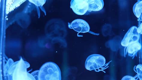 Closeup Of Sea Moon Jellyfish Translucent Blue Light Color And Dark