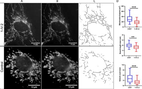 Mitochondria Morphology Analysis Using Mitochondria Network Analysis Download Scientific