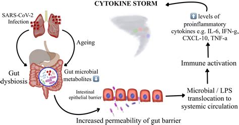 Frontiers Could Perturbation Of Gut Microbiota Possibly Exacerbate