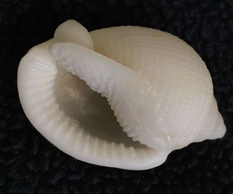 Albino Bonnet Seashell 2 27 15 Sanibel Island Seashell News