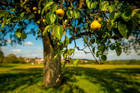 Alles Over Het Snoeien En Verzorgen Van Een Perenboom In De Tuin