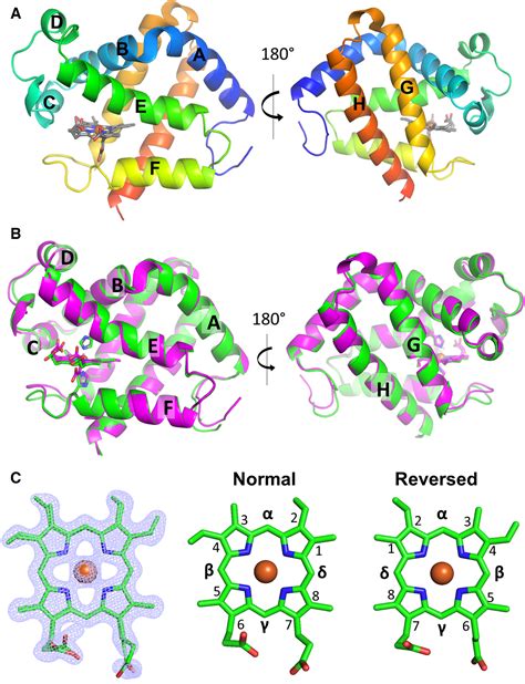 Crystal Structure Of Kumaglobin A Hexacoordinated Heme Protein From An