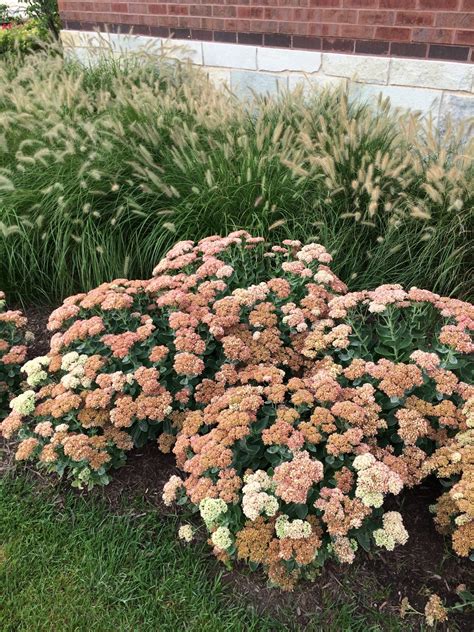 Autumn Joy Sedum - Pahl's Market - Apple Valley, MN