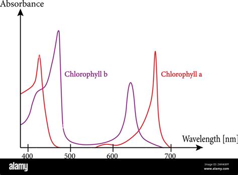 Absorption Spectrum Of Chlorophyll