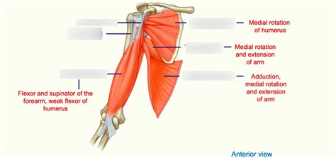 11. Proximal muscles of the arm Diagram | Quizlet