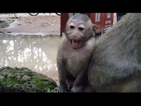 Spoil Baby Monkey Crying Why Babies Monkey Cry Loudly Youtube