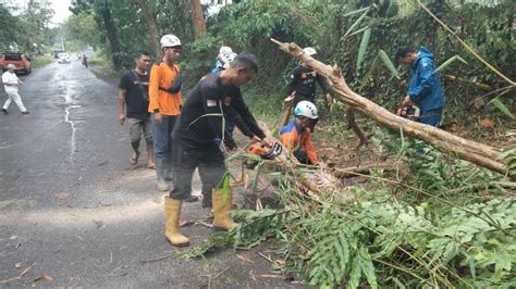 Pohon Tumbang Di Sumedang Sempat Menutup Akses Jalan Cimalaka