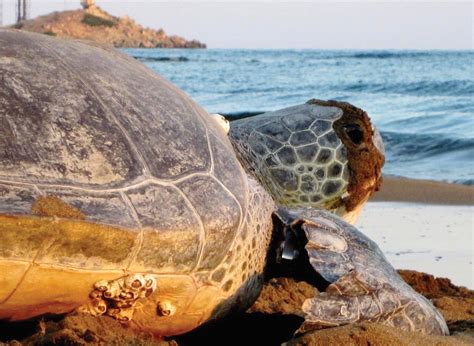 Sea Turtles of the Mediterranean Sea — The State of the World's Sea ...