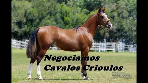 Cavalos Crioulos à venda YouTube