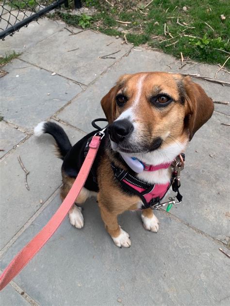I hear we’re doing mixes. Here’s my beagle Australian shepherd mix