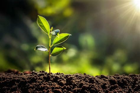 biofertilizers  agriculture mosaic india