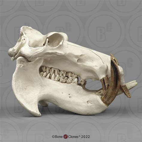 Hippopotamus Skull Bone Clones Inc Osteological Reproductions In 2024 Hippopotamus