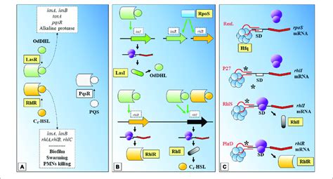 Biofilm Formation And Quorum Sensing In Pseudomonas Aeruginosa A