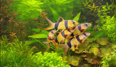 10 Jenis Ikan Hias Kecil Tercantik Buat Kamu yang Mempunyai Aquarium Mini