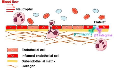 Cooperation Between Platelet β1 and β3 Integrins in the Arrest of