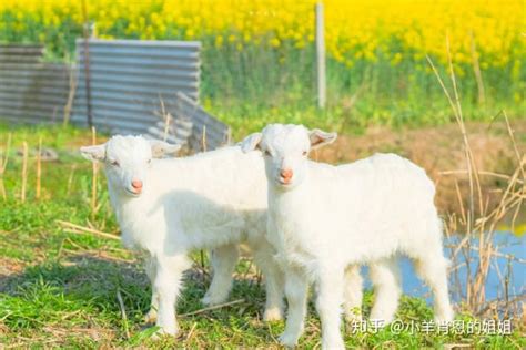 在寒冬旷野里，寻找游牧民族的太阳 ——李娟《冬牧场》 知乎