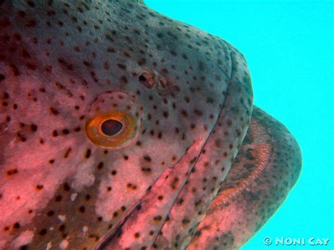 The Atlantic Goliath Grouper | Noni Cay Photography