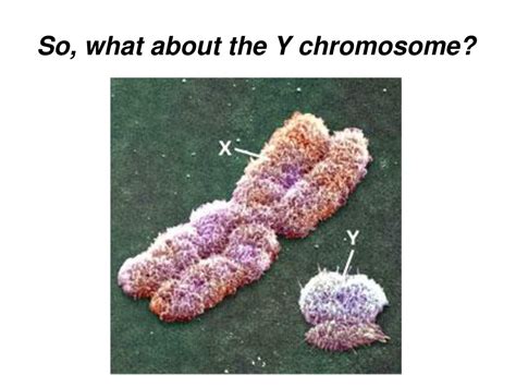 Ppt Notes Ch Chromosomes Sex Determination Sex Linkage