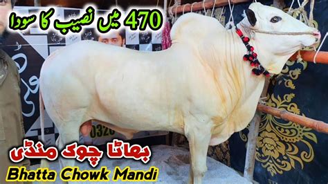 Naseeb K Sody Ho Rahy Hai Bhatta Chowk Mandi Latest Update 20 June 2023