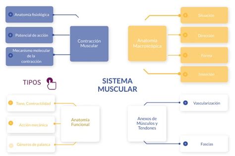 Sistema Muscular