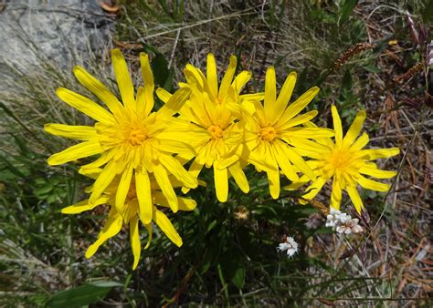 Козелец растение (113 фото) » НА ДАЧЕ ФОТО