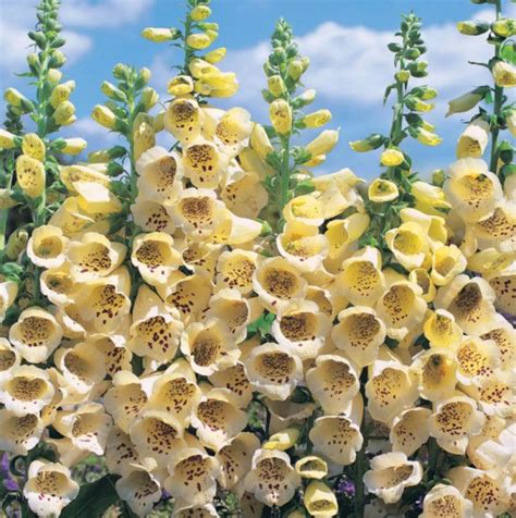 Наперстянка крупноцветковая (Digitalis grandiflora)