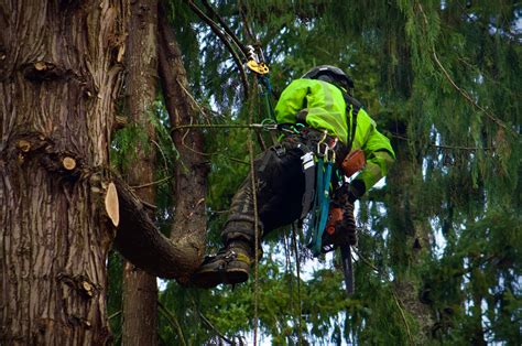 kj tree works tree service snohomish county washington state