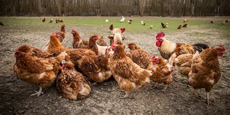 From the Factory to Your Backyard: The Environmental Impact of Chicken ...