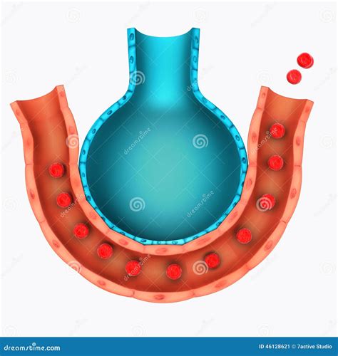 Alveoli Diagram Unlabeled