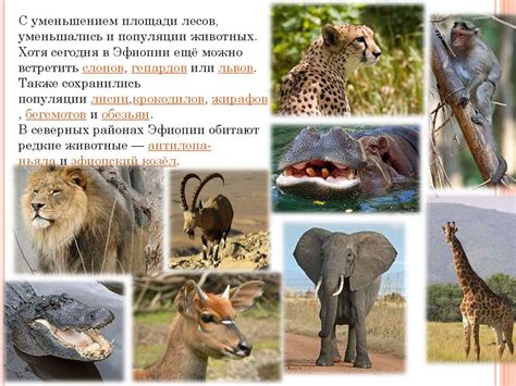 Эфиопия - одна из древнейших христианских стран и одно из древнейших ...