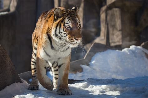 Tiger Walking On Ice During Day Time Hd Wallpaper Wallpaper Flare