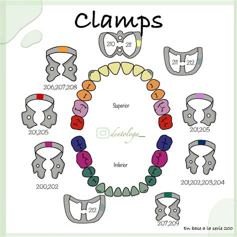 A Poster With Different Types Of Teeth And Numbers In The Shape Of