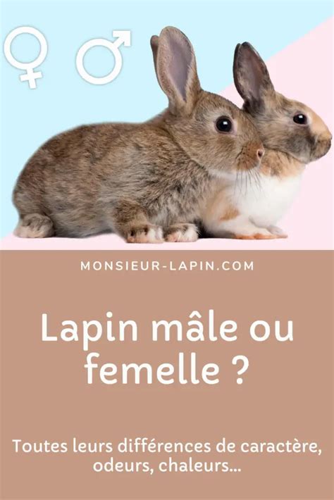 Lapin Mâle Ou Femelle Leurs Différences Caractères Odeurs Chaleurs