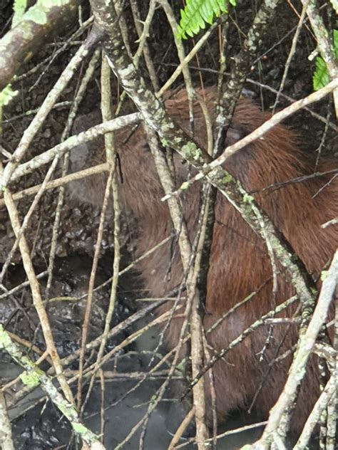 Capivara Fica Presa Em Doca Em Navegantes E Resgatada