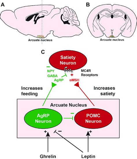 Arcuate Nucleus