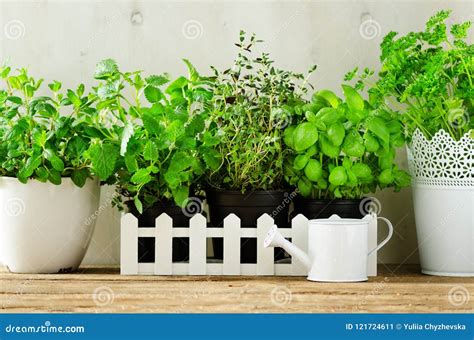 Green Fresh Aromatic Herbs - Melissa, Mint, Thyme, Basil, Parsley in ...