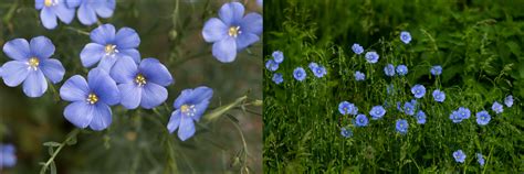 33 Blue Wildflowers Found In New York Nature Blog Network