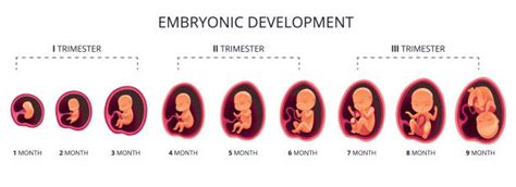 How Many Trimesters Are In A Pregnancy? - Choices Women's Center Orlando