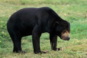 14 Sizzling Sun Bear Facts - Fact Animal