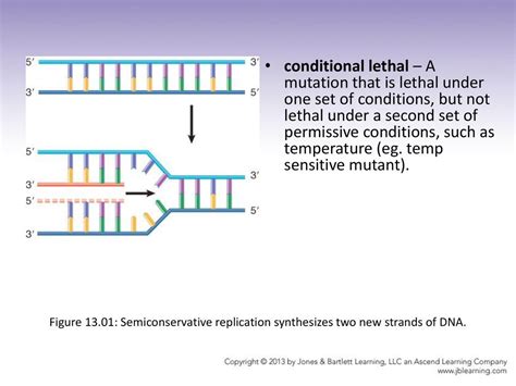 Chapter 13 Dna Replication Jocelyn E Krebs Ppt Download