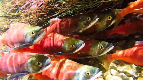 Kokanee Salmon Spawning At Causey Reservoir Youtube