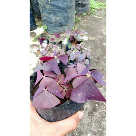 Jual Tanaman Hias Oxalis Triangularis Kupu Kupu Kecil Shopee Indonesia